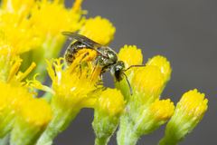 Lasioglossum loetum