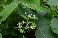 Clematis apiifolia