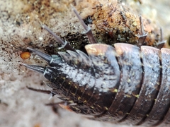 Porcellionides rufocinctus