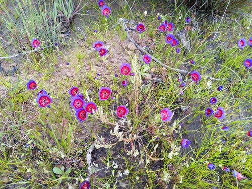 Geissorhiza radians
