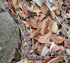 Crotalus lepidus klauberi