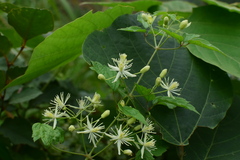 Clematis apiifolia
