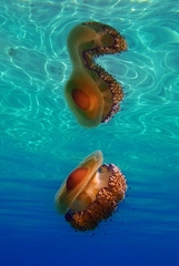 Cotylorhiza tuberculata