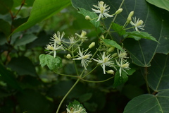 Clematis apiifolia