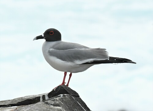 Swallow-tailed Gull｜燕尾鸥 参考照片