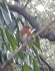 Erithacus rubecula