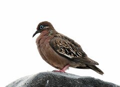 Zenaida galapagoensis galapagoensis