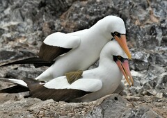 Nazca Booby photo 2
