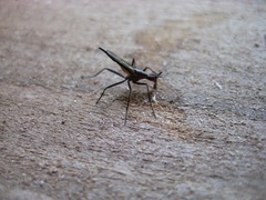 Neriidae