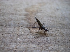 Neriidae
