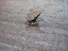 Neriidae
