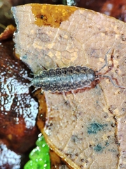 Porcellionides cingendus