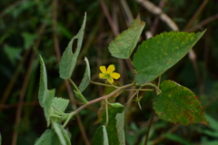Corchoropsis crenata