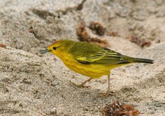 Setophaga petechia aureola