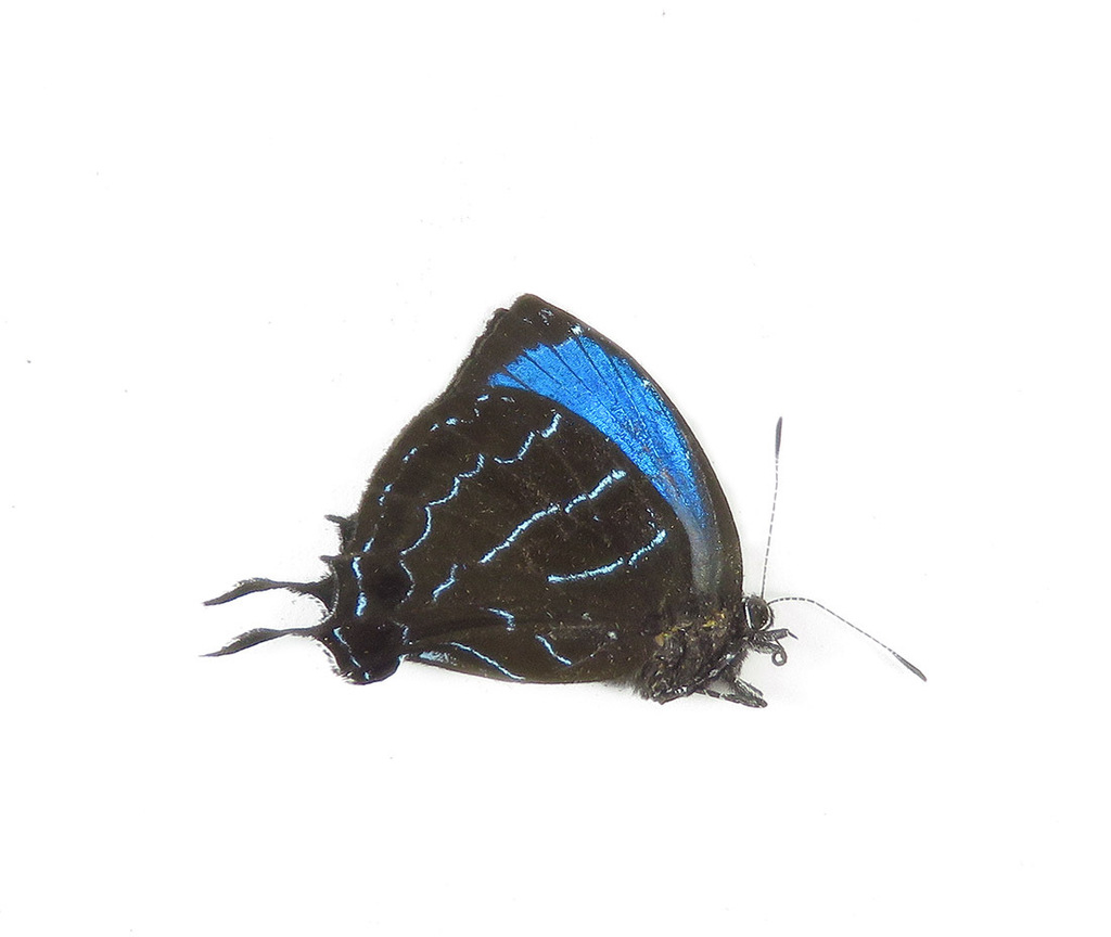 Micandra extrema