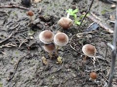 Psathyrella