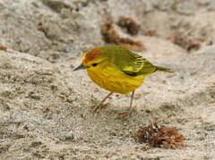 Setophaga petechia aureola