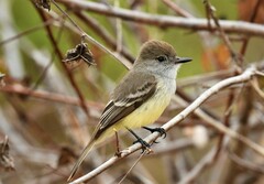 Myiarchus magnirostris