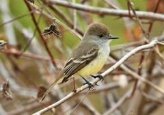 Myiarchus magnirostris