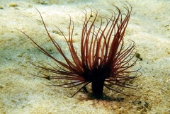 Pachycerianthus solitarius