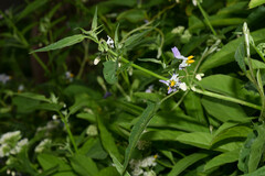 Solanum pilcomayense