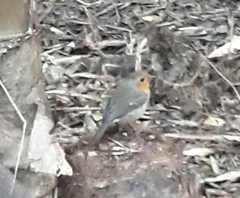 Erithacus rubecula