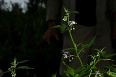 Solanum pilcomayense