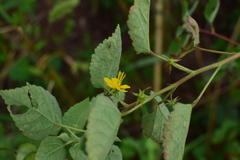 Corchoropsis crenata