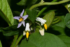 Solanum pilcomayense