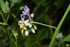 Solanum pilcomayense