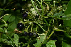 Solanum pilcomayense