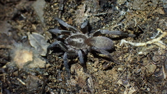 Ischnocolus valentinus