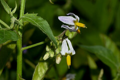 Solanum pilcomayense