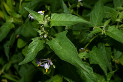 Solanum pilcomayense