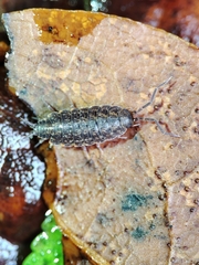 Porcellionides cingendus