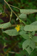 Corchoropsis crenata