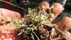 Racomitrium lanuginosum