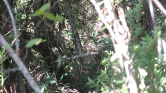 Scelorchilus rubecula