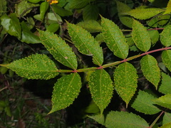 Rhus chinensis