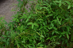 Glycine max soja