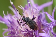 Adelphocoris seticornis
