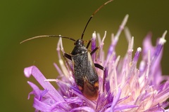 Adelphocoris seticornis