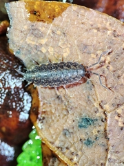 Porcellionides cingendus