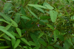 Glycine max soja