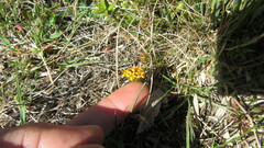 Quinchamalium chilense