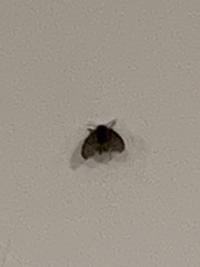 Clogmia albipunctata