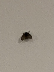 Clogmia albipunctata