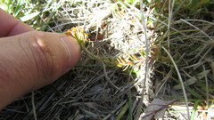 Quinchamalium chilense