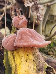 Auricularia auricula-judae
