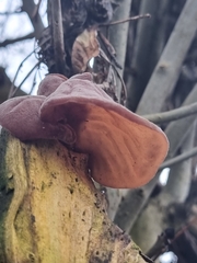 Auricularia auricula-judae